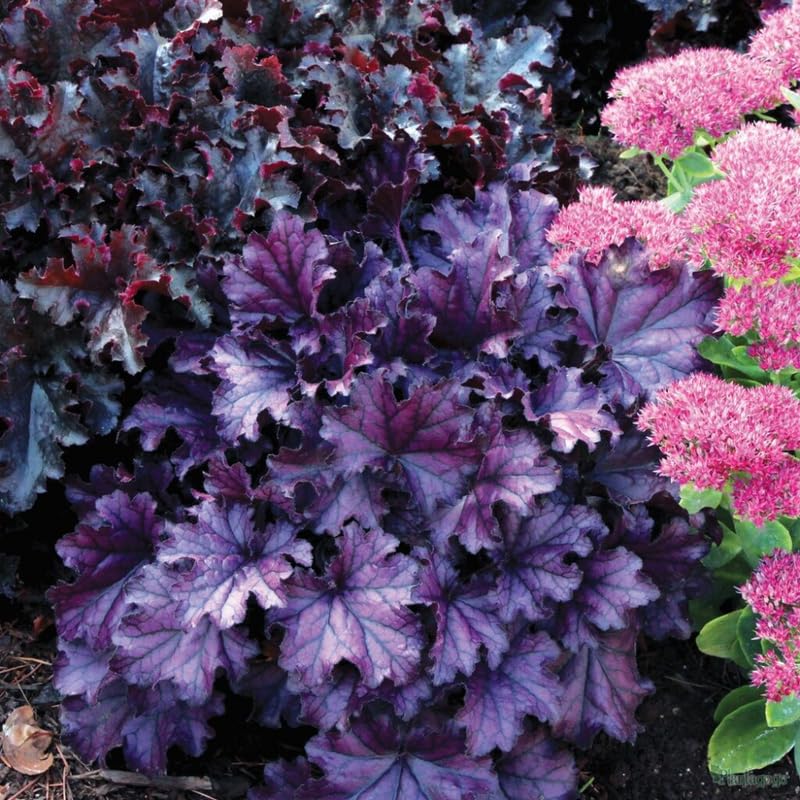 Pack 3 Heuchera Plants Live, Coral Bells Plants 4-7” Tall for Shade Gardens, Borders, Pots, Heuchera Perennials Seedlings (Purple Heuchera)