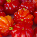 Surinam Cherry Trees Live Plant, 5-7" in Tall, Sweet Cherry Fruit Tree, Cherry Bush Live Plants, Bareroots, Cold Hardy