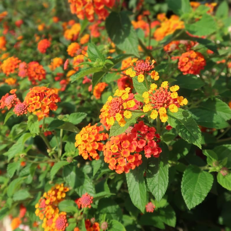 4 Lantana Plants Live for Planting, Fragrant Lantana Live Plant to Grow Indoor Outdoor, Lantana Flowers Perennial, 4-8" Tall (Orange Lantana)