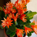Easter Cactus Plants Live, Spring Bloom, Cold Hardy, 5-9" in Tall, No Pot, Starter Holiday Cactus Plant for Indoor Outdoor Houseplants (Orange)