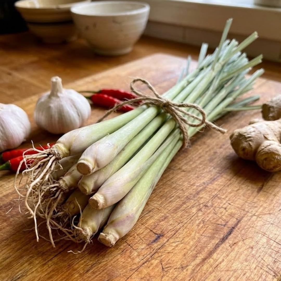 2 Lemon Grass Live Plant, Live Lemon Grass, Lemon Grass Plants, Lemongrass Plant, Live Lemongrass Plant