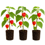 3 Red Abutilon Plants 2-5 Inches, Lantern Hanging Flower Vine, Indoor Outdoor Planting, Ready to Grow
