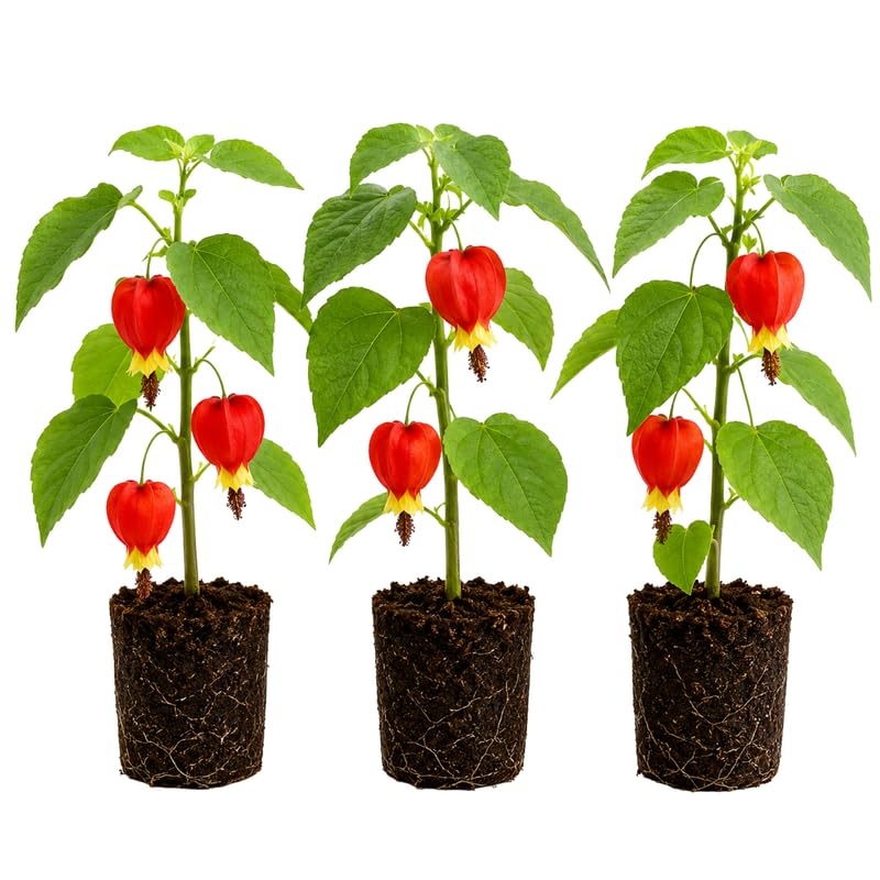 3 Red Abutilon Plants 2-5 Inches, Lantern Hanging Flower Vine, Indoor Outdoor Planting, Ready to Grow