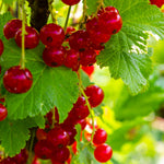 Currant Plant Live, Red Currant Bush Live Plant for Planting, 6 to 8 Inc Tall (Red)