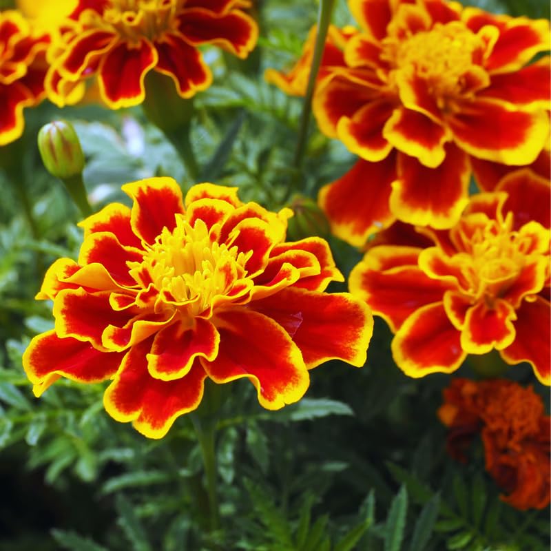 4 Gold Red Marigold Live Plants, Live Marigold Plants from 4 to 6 Inches in Height Marigold Starter Plant for Planting