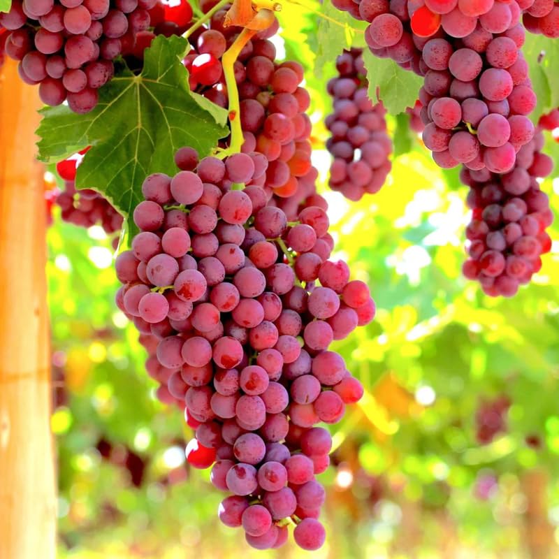 Vibrant Sweet Red Grape Vines Live Plants for Planting, 5-10" Grape Tree for Outdoor Garden, Dormant in Winter, Cold Hardy, Sweet Flavor