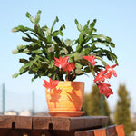 Christmas Cactus Plants Live, Thanksgiving Cactus Easter Cactus Like, 4-8 Inc Tall, Cold Hardy, Holiday Cactus for Indoor Outdoor Planting, Starter Size (Orange)