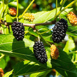 Dwarf Mulberry Plant Live 5-10 Inch Height, Everbearing Mulberry Tree Live Plant for Planting, Sweet Berry Fruit Seedling