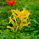 Set 2 Fragrant Honeysuckle Plants Live, Live Honeysuckle Plants 5-9" Tall Vines Bushes Climbing for Planting (Yellow Mango Cape)