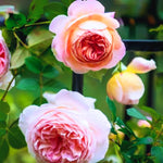 Rose Plant Live, Rose Bush Live Plant, Fragrant Flowers Ready to Plant, 5-9 Inch Height, Well-Rooted, No Pot (Apricot Pink Rose)
