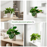 Watermelon Peperomia Plant Live, Rare Peperomia Houseplant Live, Ripple Foliage, 3 to 5 Inches Tall, Ideal for Home and Office Decoration