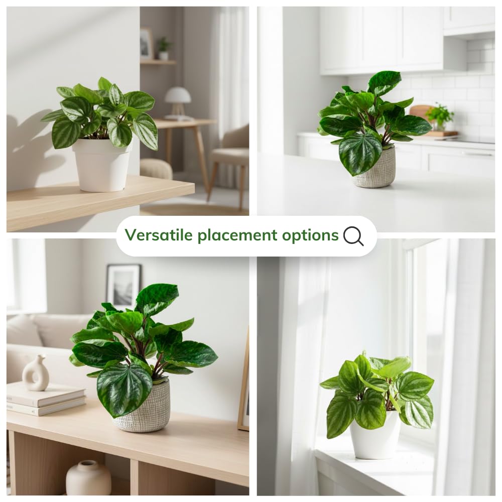 Watermelon Peperomia Plant Live, Rare Peperomia Houseplant Live, Ripple Foliage, 3 to 5 Inches Tall, Ideal for Home and Office Decoration