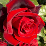 Red Rose Live Plant, Rose Bush Ready to Plant Well Rooted 5-9 Inch Tall, Heirloom Rose Flowers, No Pot