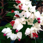 2 Bleeding Heart Live Plants, 5-9 Inches, Clerodendrum Bleeding Heart Vine, Bell Shaped Flowers Well Rooted (White Bleeding Heart)