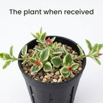 Variegated Aptenia Baby Sun Rose 4 Inch Pot, Variegated Ice Succulent Plant for Indoor Outdoor, Live Succulent Fully Rooted