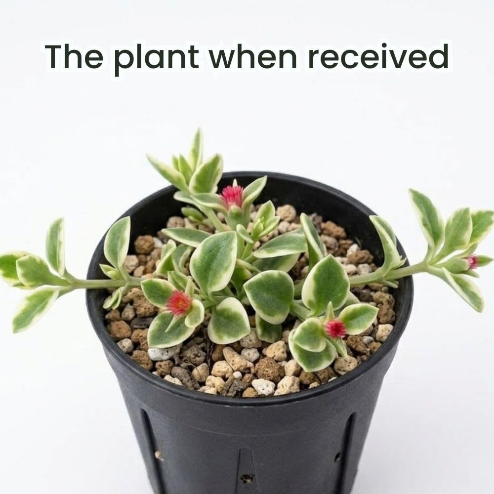 Variegated Baby Sun Rose Plant Live 4" Pot, Variegated Ice Succulent Plant for Indoor Outdoor Growing