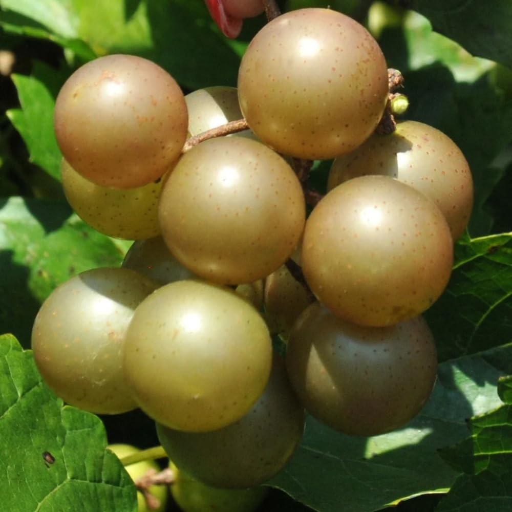 2 Bronze Grape Vines, 5-9 Inch Height, Cold Hardy Grape Plants Live Well-Rooted for Landscaping, Sweet Fruit Variety