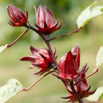 Hardy Hibiscus Plants Live, Red Roselle Hibiscus Flowers Plant from 4-6 Inches Tall, Hibiscus Sabdariffa