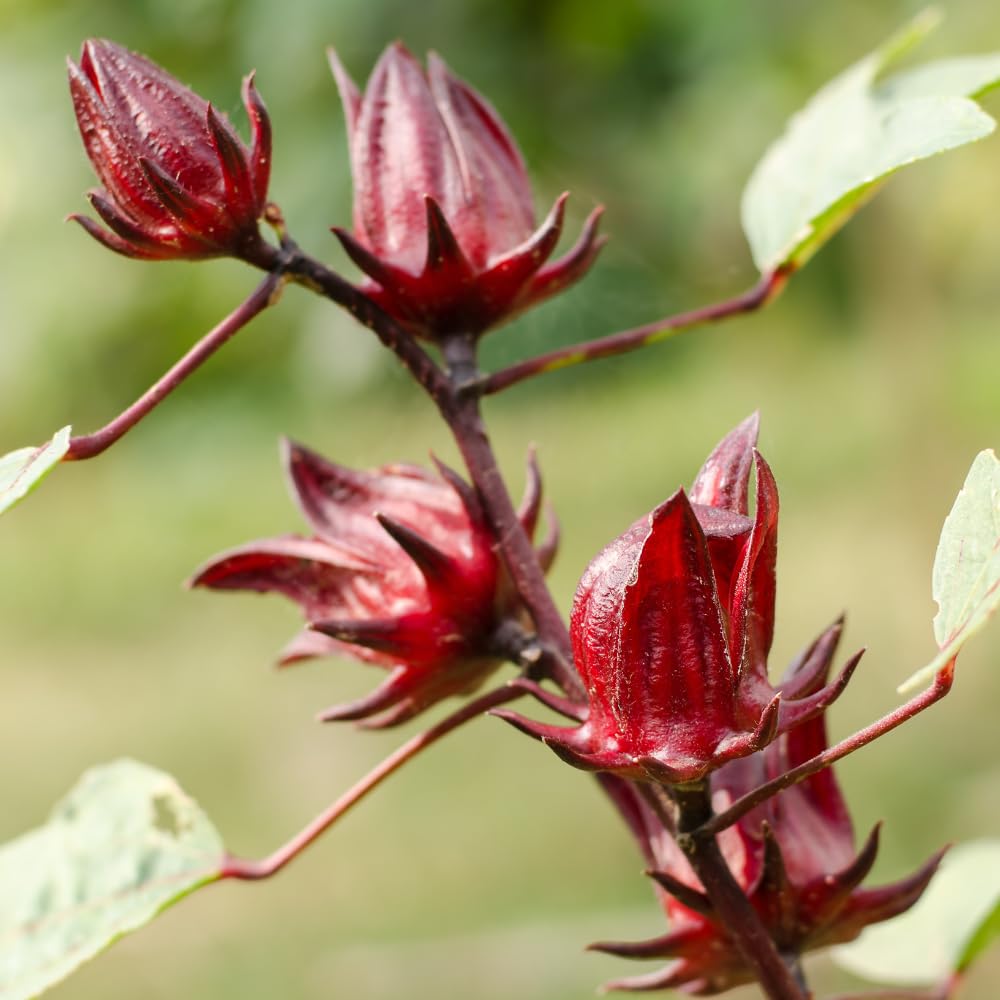 Hardy Hibiscus Plants Live, Red Roselle Hibiscus Flowers Plant from 4-6 Inches Tall, Hibiscus Sabdariffa