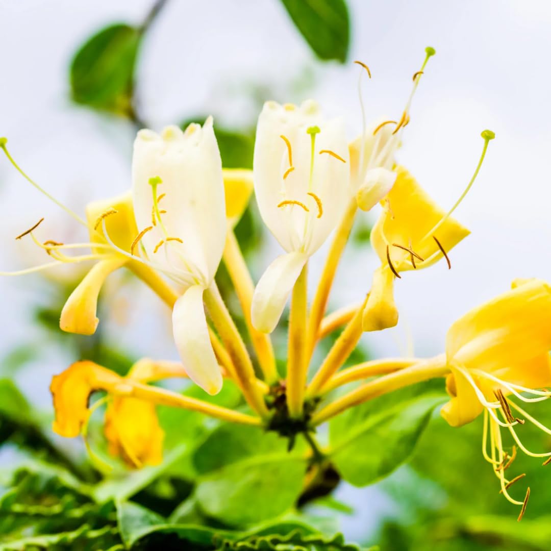 Honeysuckle Plants Live, Vine Gold White Honeysuckle Plants Well-Rooted 5 to 10 Inc Tall, Fast-Growing for Spring Planting