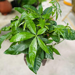 Money Tree, Live Money Tree, Easy Care Houseplant, 6-10 Inc Tall, Indoor Plant for Home and Office Decoration