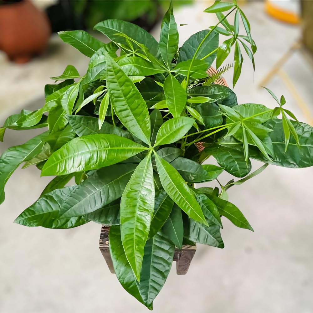 Money Tree, Live Money Tree, Easy Care Houseplant, 6-10 Inc Tall, Indoor Plant for Home and Office Decoration