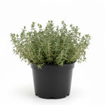 3 French Thyme Plant, Thyme Herb Planting Indoor Outdoor, 4-6 Inches Tall