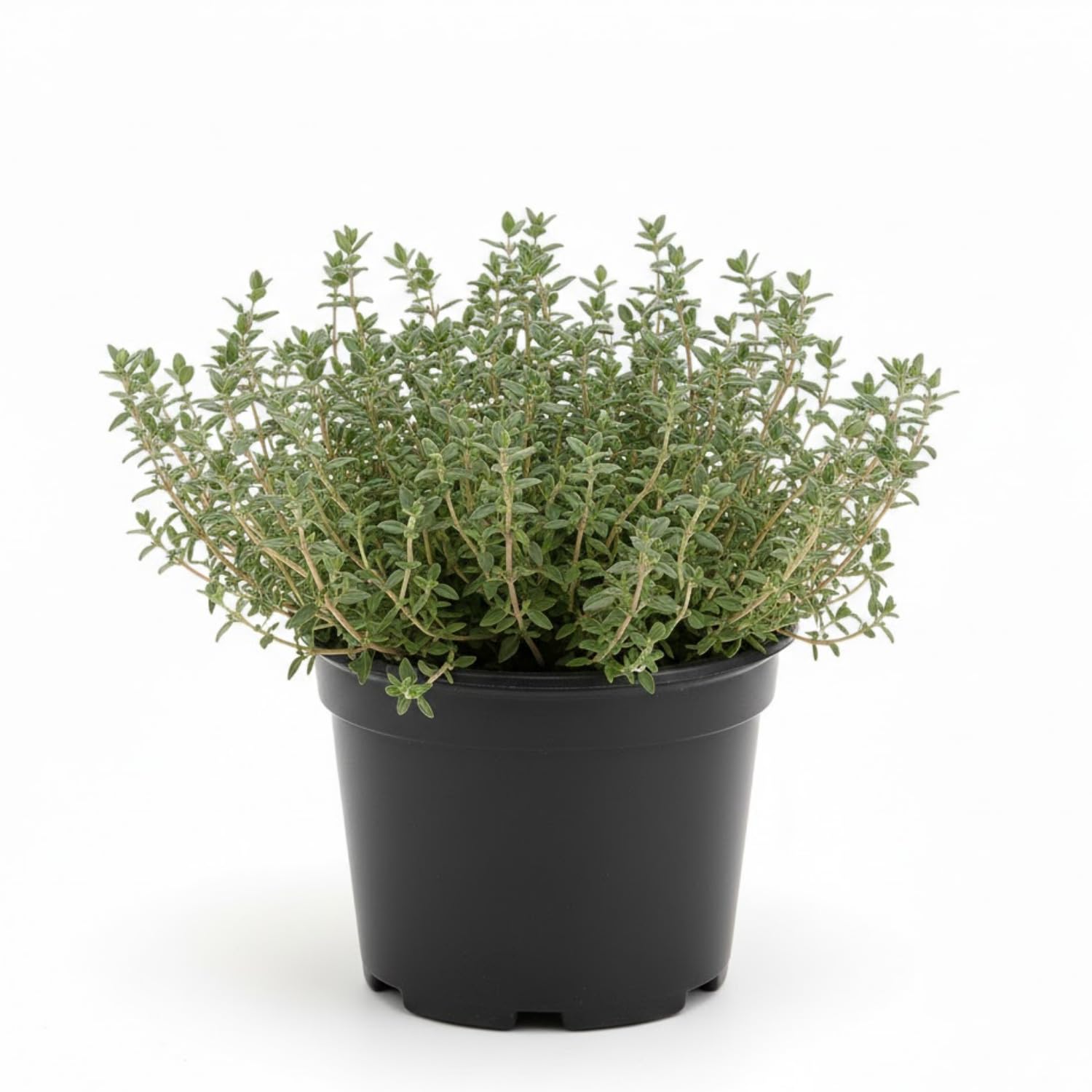 3 French Thyme Plant, Thyme Herb Planting Indoor Outdoor, 4-6 Inches Tall