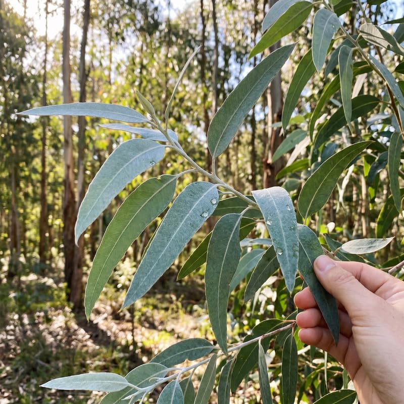 2 Lemon Eucalyptus Live Plants, Fragrant Eucalyptus Herb for Garden and Patio Containers, 2-5 Inches Tall Plugs