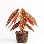 Begonia Live Plant, Begonias Live Plant, Rare Begonias Plants, 5-7 Inches in Height for Indoor Houseplant (Pink Leaf with White Spots Begonia)