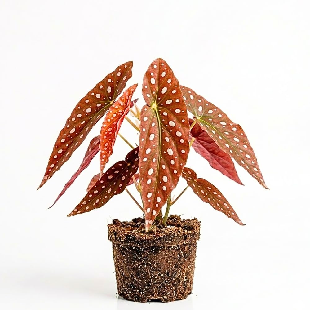 Begonia Live Plant, Begonias Live Plant, Rare Begonias Plants, 5-7 Inches in Height for Indoor Houseplant (Pink Leaf with White Spots Begonia)
