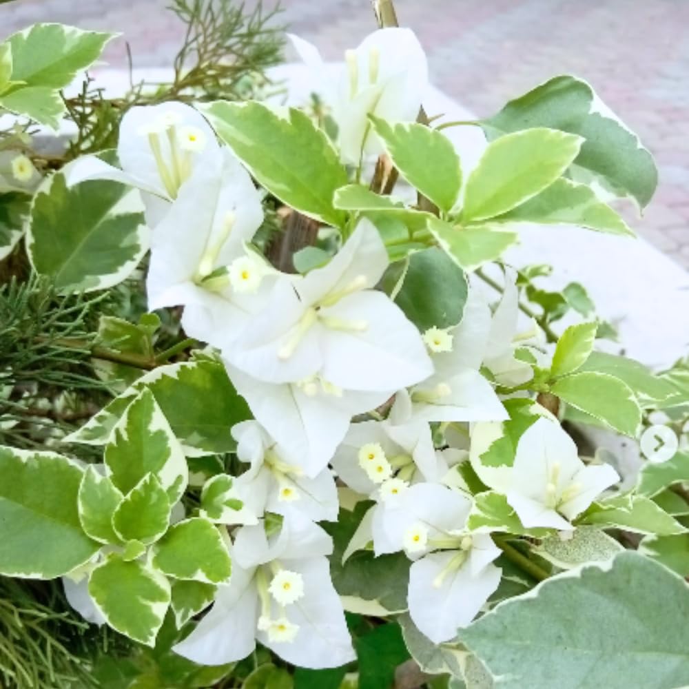 2 Coconut Ice Bougainvillea Plants Live, Flowering Bougainvillea Vine for Outdoor Garden or Trellis, 5-9 Inch Tall, Very Hardy
