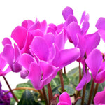 Purple Cyclamen Plant Live, Flowering Houseplant, 4" Pot