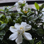 2 Frostproof Jasmine Live Plants, Fragrant Flowering Shrubs, 4-6" Tall