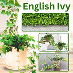 English Ivy Live Plant, 1 Pot English Ivy Vines, Perennial Climbing Ivy for Garden, Trellis, Containers