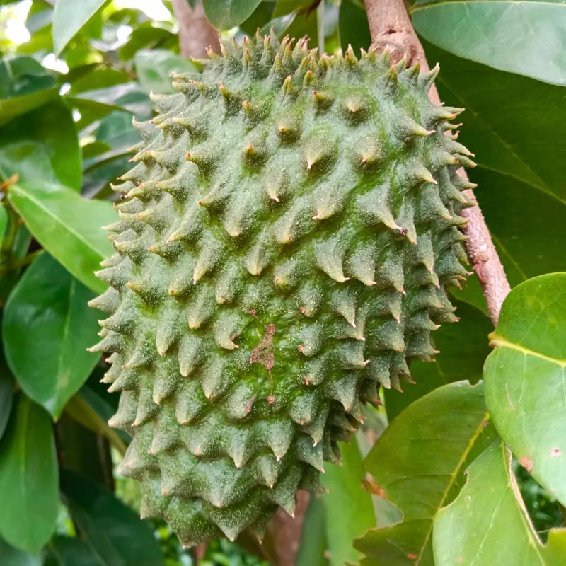 Soursop Annona Tree Live Plant, Starter Size 5”-10” Seedling No Pot, Hardy, Tropical Flavor