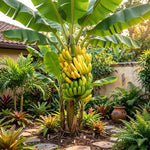 Grand Nain Banana Tree Live Plant, Edible Fruit, 4-6" Tall