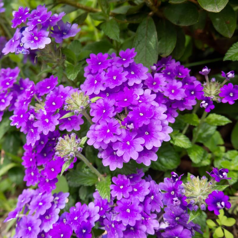 Set 2 Pots Purple Verbena Plants, 4 Inch Pot, 4-6" Tall Perennial Live Verbena Purple Plant for Groundcover, Outdoor Garden