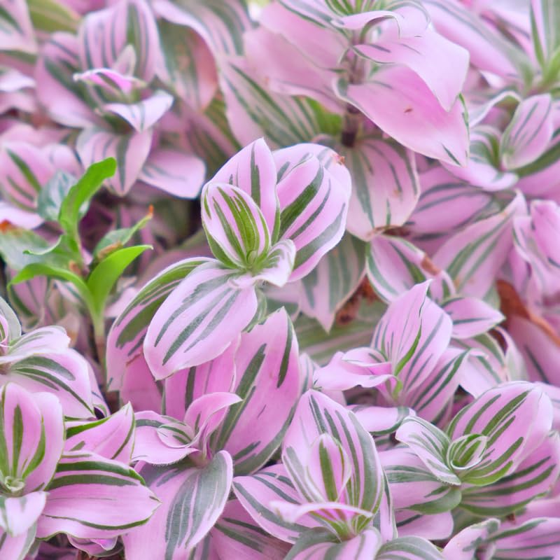 Pink Wandering Jew Plant 3.25 Inc Pot, Variegated Tradescantia Indoor Houseplant, Easy Care