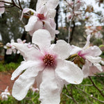 Star Magnolia Tree Live Plant in 1 Gallon Pot, 1-2 Feet Tall, 2 Years Old Well-Rooted Tree, Cold Hardy, Magnolia Shrub for Spring Planting, Fast-Growing