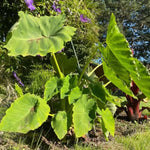 Colocasia Esculenta, Colocasia Live Plant, Elephant Ears Live Plant, Esculenta Taro Live Houseplant, 5-8 Inc Tall, No Pot (Rare Colocasia)