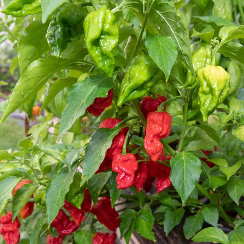 Pack 2 Red Ghost Pepper Plants, Live Red Ghost Pepper Plants for Growing, 80 Days Old Plant