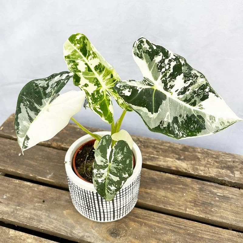 Alocasia Live Plant, Rare Elephan Ear Indoor Plant, Tropical Houseplant for Home and Garden Decor 4-9 Inches - White Green