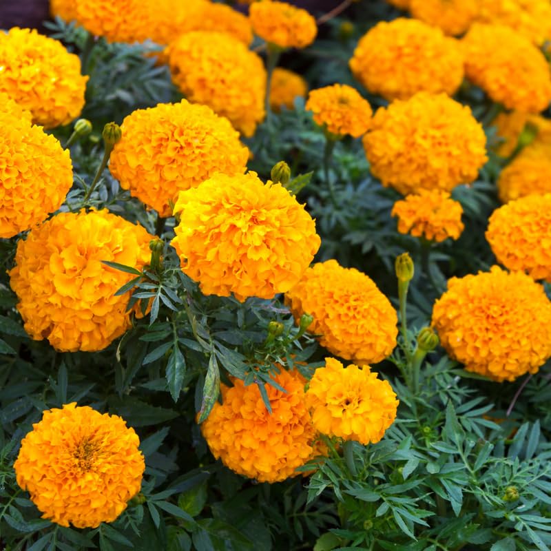 2 Orange Marigold Plants Live 5 to 8 Inches Long, Live Marigold Plants