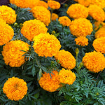 2 Marigold Live Plants, Orange Marigold Plants Live, 4 Inc Pot