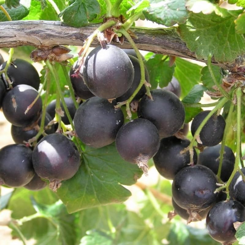 Sweet Gooseberry Plant Live for Planting, 5-9 Inch Tall, Gooseberry Bush Live Plant, Gooseberry Fruit Tree Plant, Gooseberry Bareroot, Gooseberry Tree (Black Velvet Gooseberry)