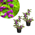 Set 2 Beautyberry Bushes Live Plants, Purple Berries Trees 4-8 Inches, Ready to Plant Outdoor, No Pot