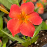 2 Orange Mandevilla Bush Plants, 5 to 7 Inc in Long Mandevilla Live Plant, Mandevilla Plants Live