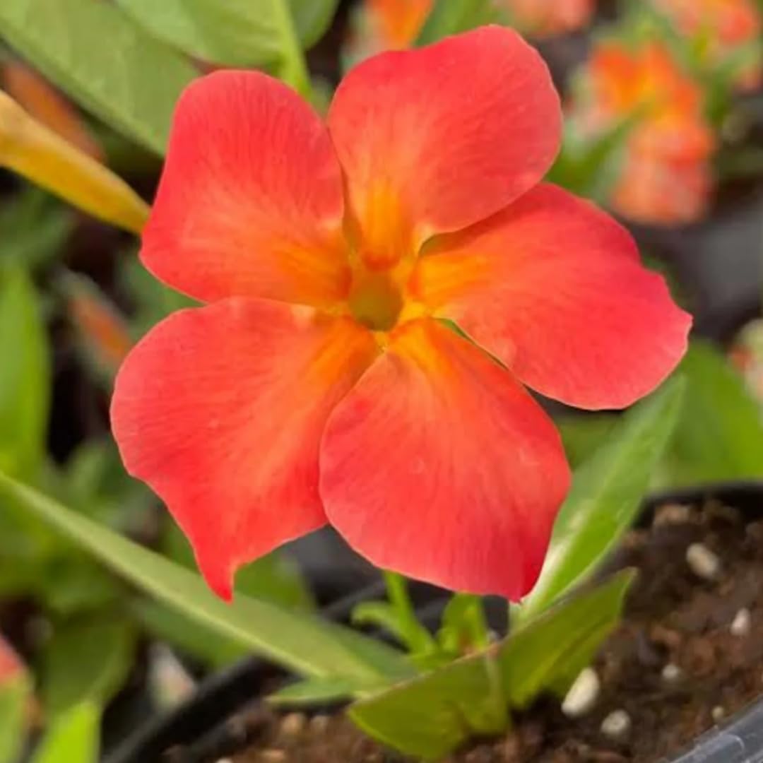 2 Orange Mandevilla Bush Plants, 5 to 7 Inc in Long Mandevilla Live Plant, Mandevilla Plants Live