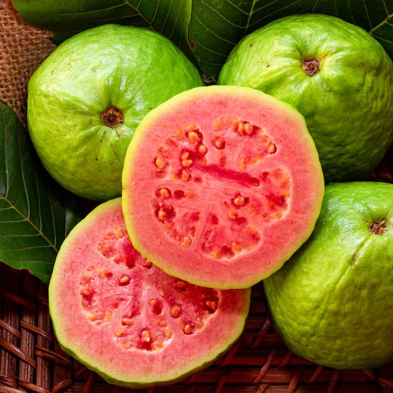 Pink Guava Plant Live, Tropical Guava Tree 6-10'' Tall, Sweet, Hardy Fruit Tree for Outdoor Garden Planting